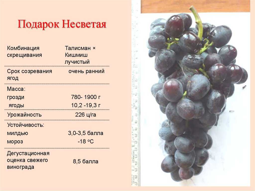 Сколько калорий в черном винограде: калорийность на 100 грамм