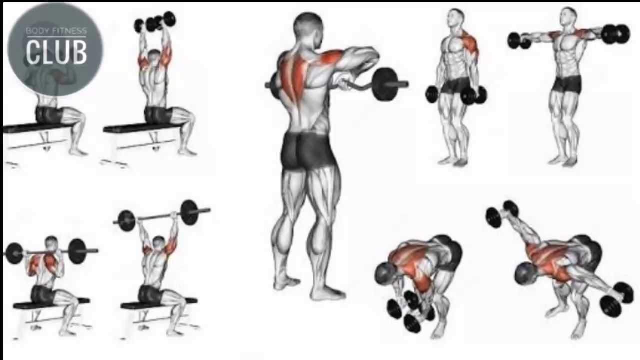 Упражнения на плечи: как накачать дельты с помощью эффективных техник на все пучки дельтовидных мышц