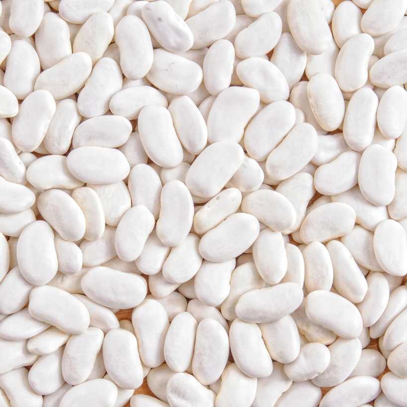 Фасоль белая консервированная — химический состав, пищевая ценность, бжу