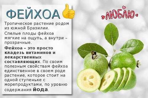 Фейхоа: бжу (содержание белков, жиров, углеводов), калорийность, питательная ценность и польза