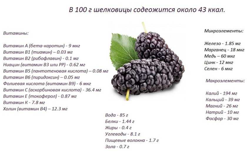 Ежевика - 9 полезных и 7 вредных свойств ягоды ежевики - блюда из ежевики, пищевая ценность, ежевичная диета