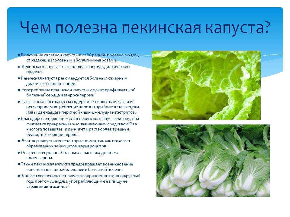 Белокочанная капуста: польза и вред овоща | food and health