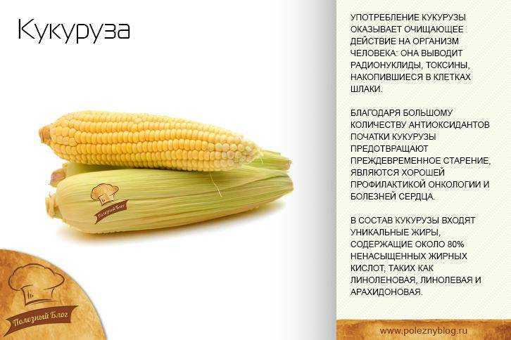 Кукуруза: калорийность, вред и польза для здоровья, какие витамины и минералы в составе, сколько углеводов, белков и жиров