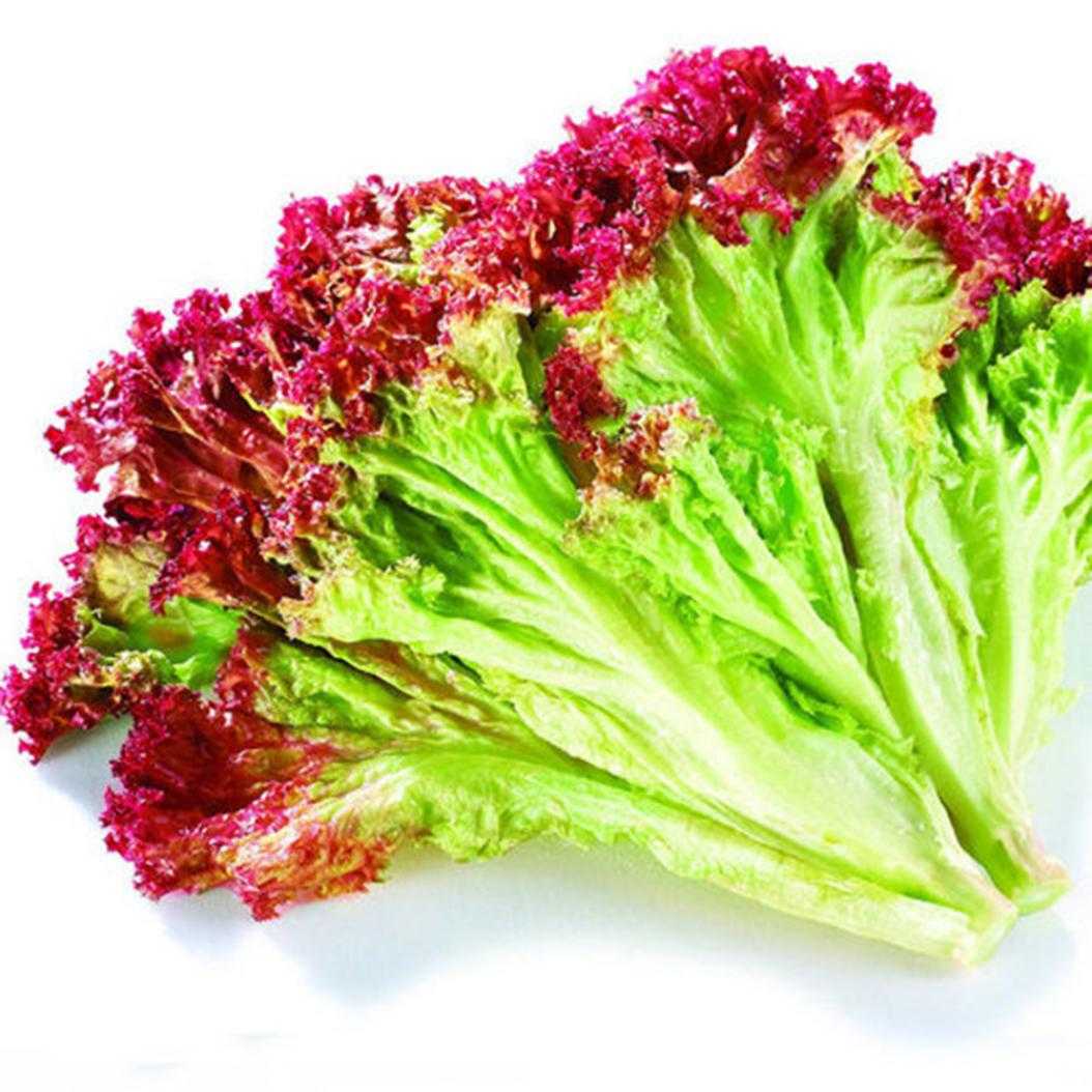 Салат (латук): пищевая ценность, бжу, витамины и химический состав