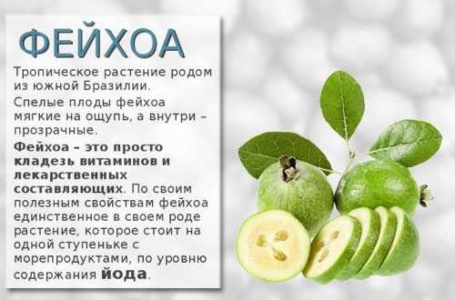 Фейхоа: калорийность на 100 грамм — 49 ккал. белки, жиры, углеводы, химический состав.