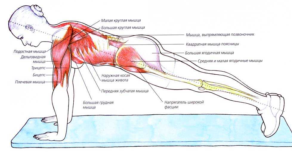 Планка упражнение – польза и вред с медицинской точки зрения