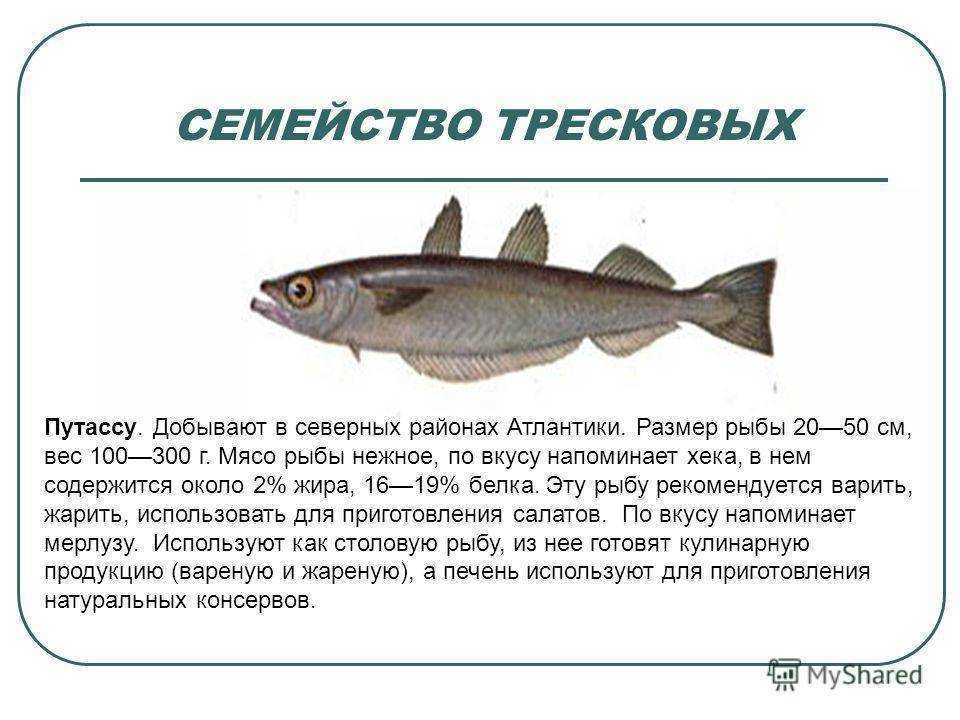 Треска — химический состав, пищевая ценность, бжу