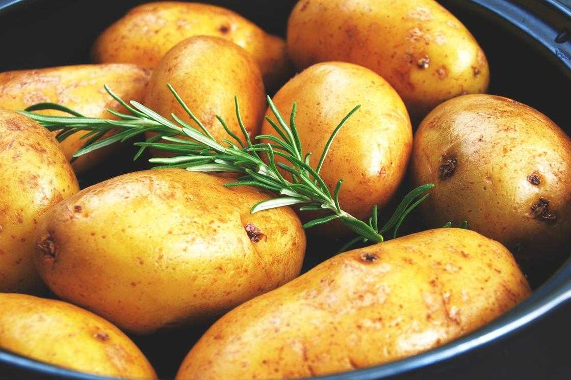 Молодой картофель – польза для организма человека