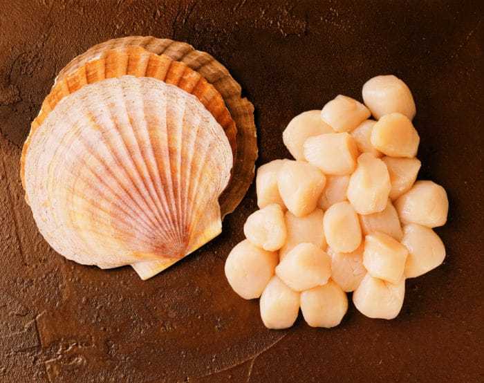 Морской гребешок приготовленный — химический состав, пищевая ценность, бжу