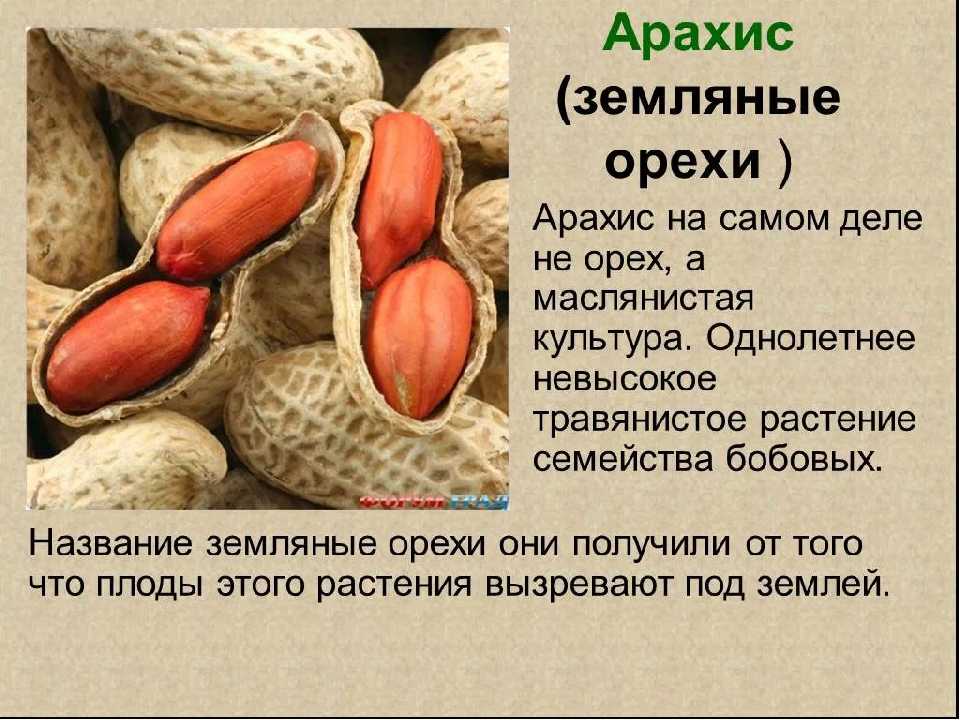 Арахис. витаминный состав и виды арахиса