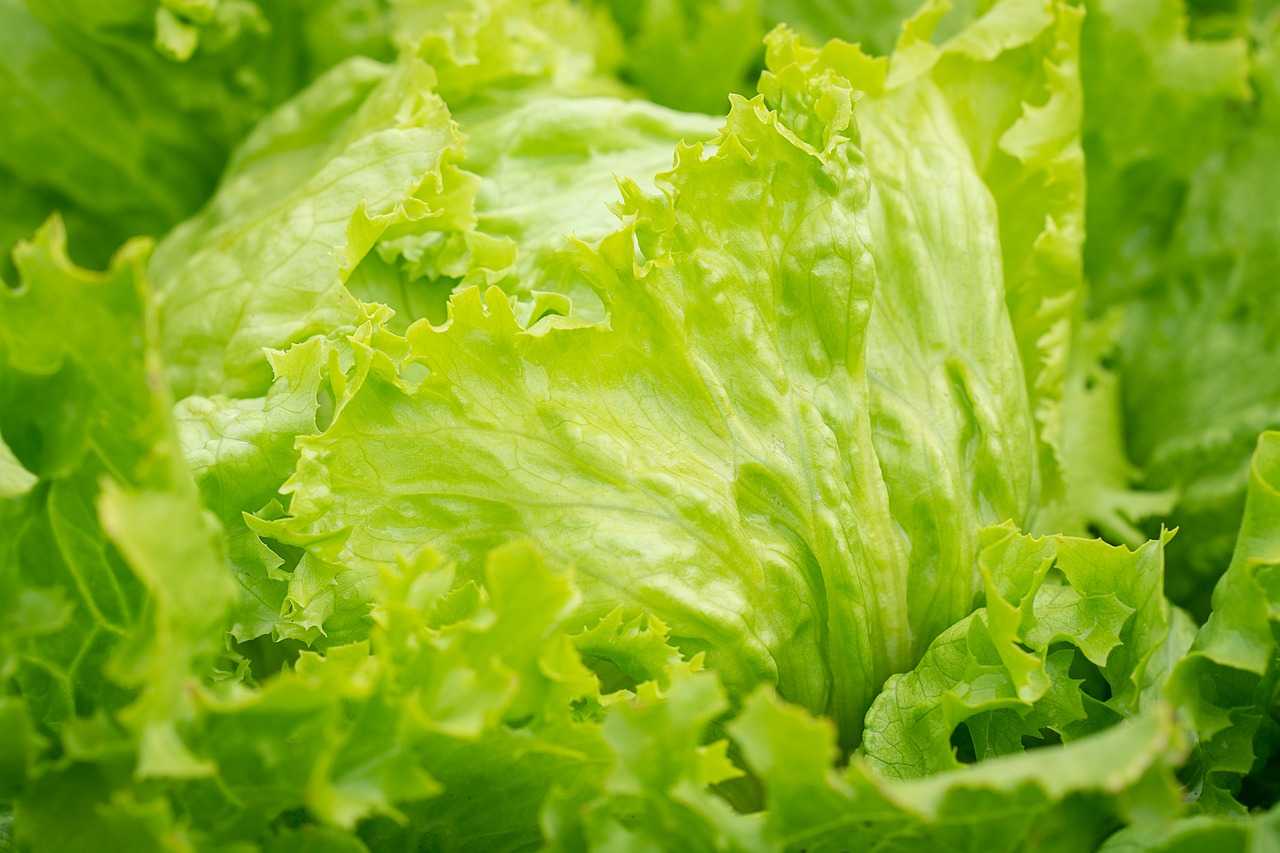 Салат айсберг: калорийность, польза и вред | food and health