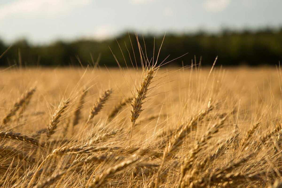 Зерна пшеницы: калорийность на 100 грамм — 304 ккал. белки, жиры, углеводы, химический состав.