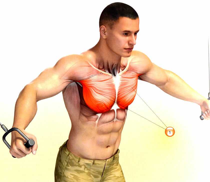 Упражнения на низ груди — и для прокачки нижней части грудных мышц