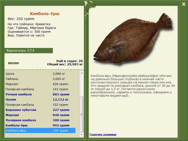 Камбала рыба. описание, особенности, виды, образ жизни и среда обитания камбалы