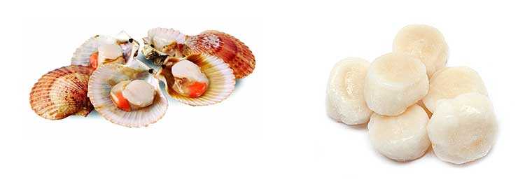 Морской гребешок, все виды, сырой: калорийность на 100 грамм — 88 ккал. белки, жиры, углеводы, химический состав.