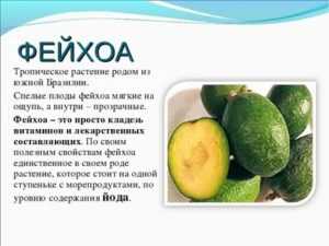 Фейхоа — сколько углеводов (на 100 грамм)