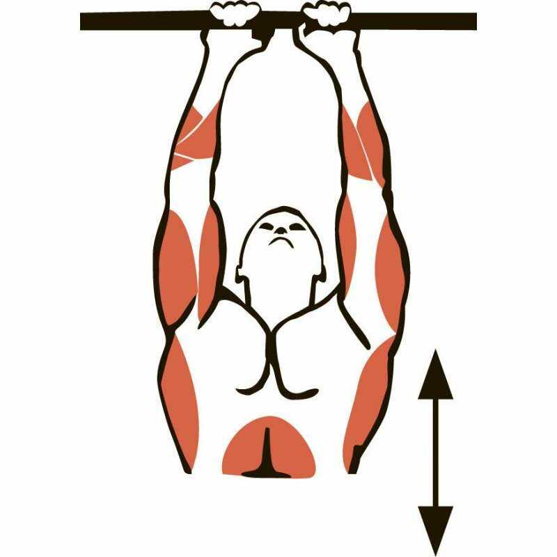 Подтягивания узким хватом: техника выполнения, какие мышцы работают