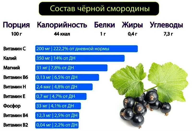 Черная смородина – полезные свойства, состав и противопоказания (+ 16 фото)