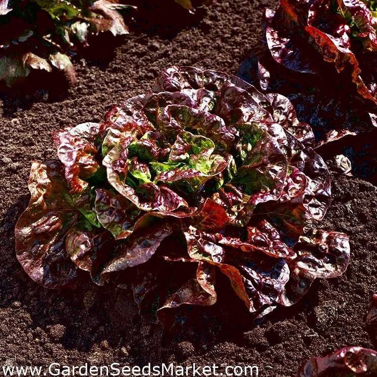 Салат латук — сколько углеводов (на 100 грамм)