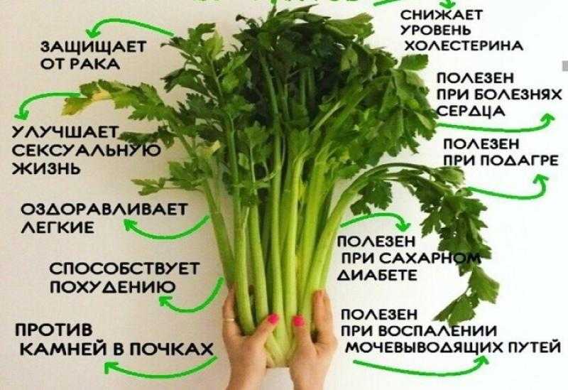 Сельдерей