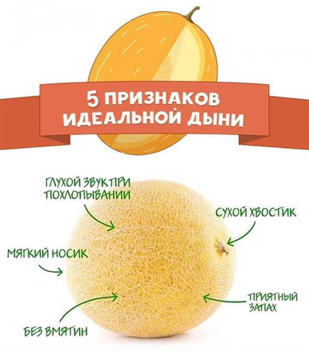 Дыня калорийность на 100 грамм, вред, польза - медицина - здорово!