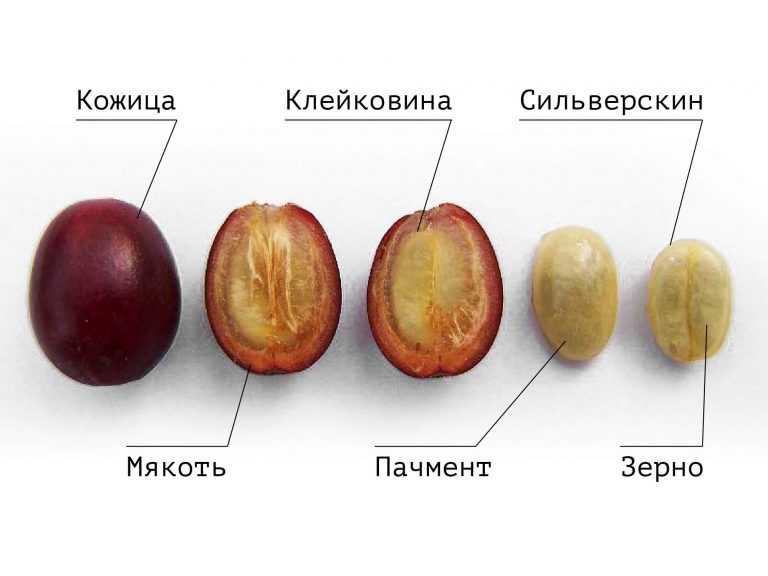 Что содержит зерно кофе? состав до и после обжига.