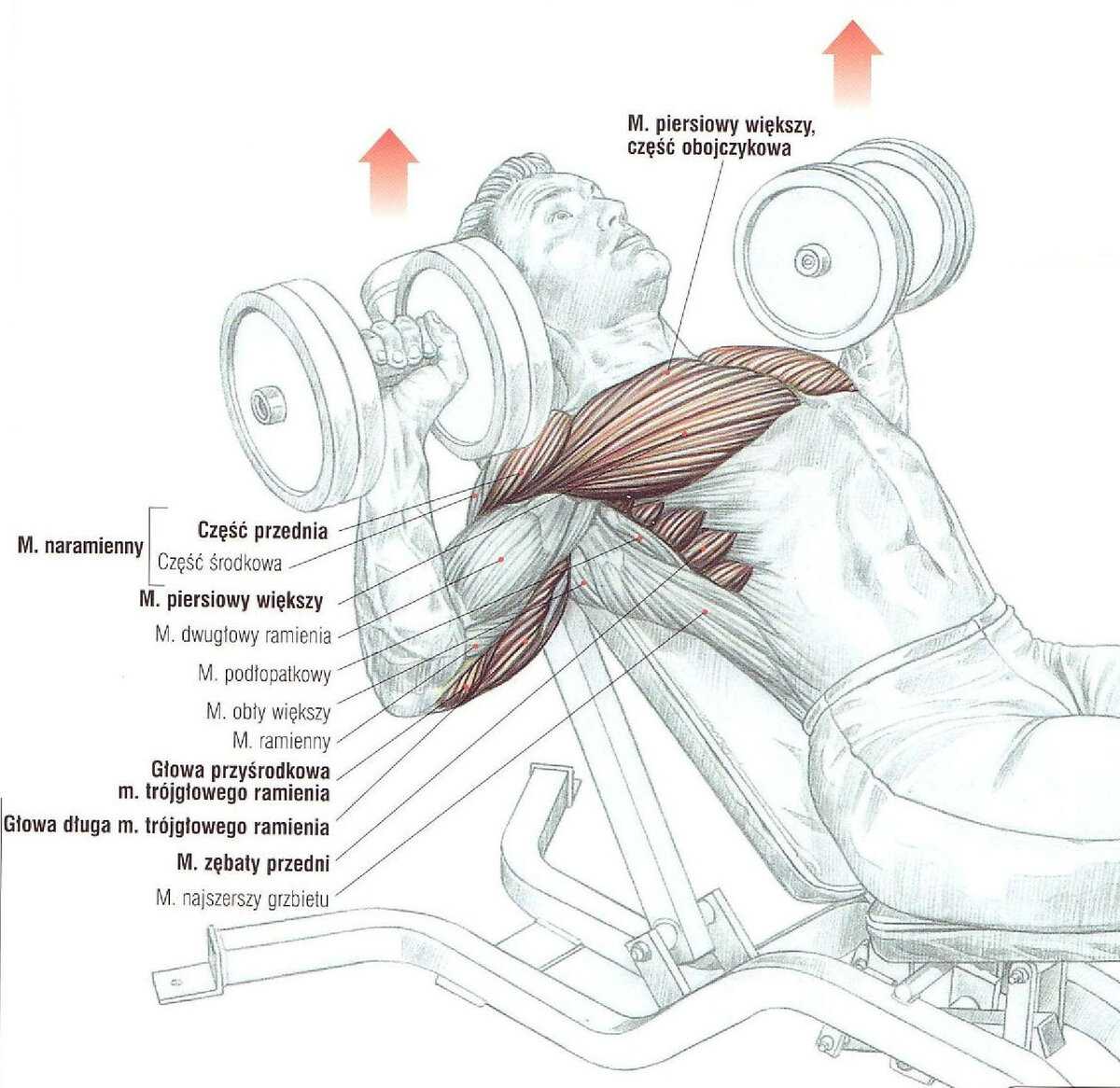 Тренировка груди - специализация, секреты правильной тренировки мышц груди, программа тренировок и анатомия мышц груди