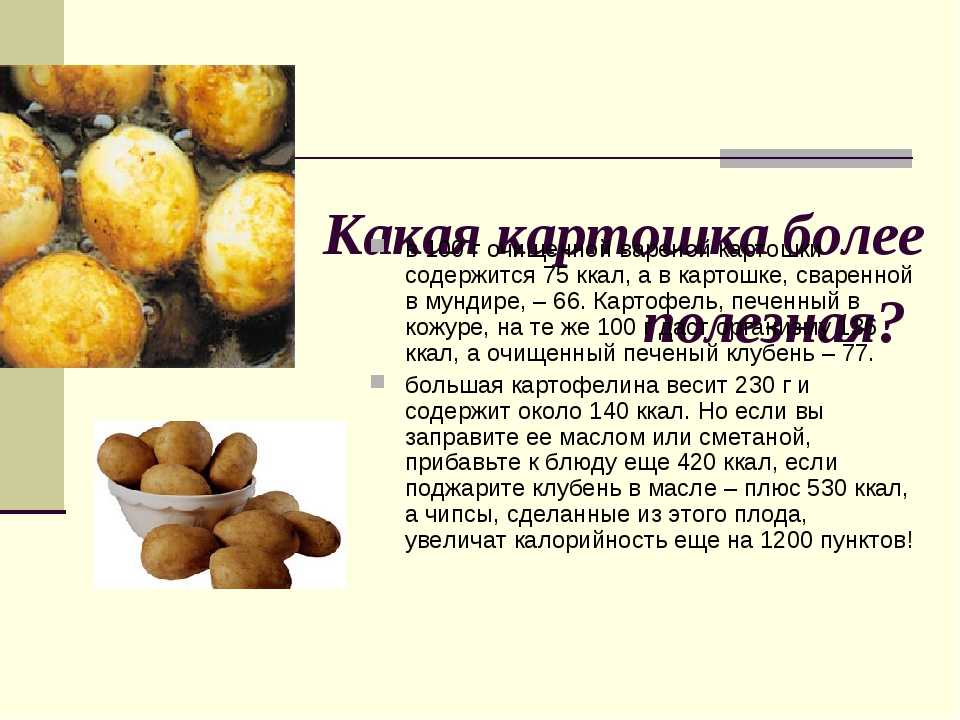 Вареная картошка — польза и вред для здоровья организма
