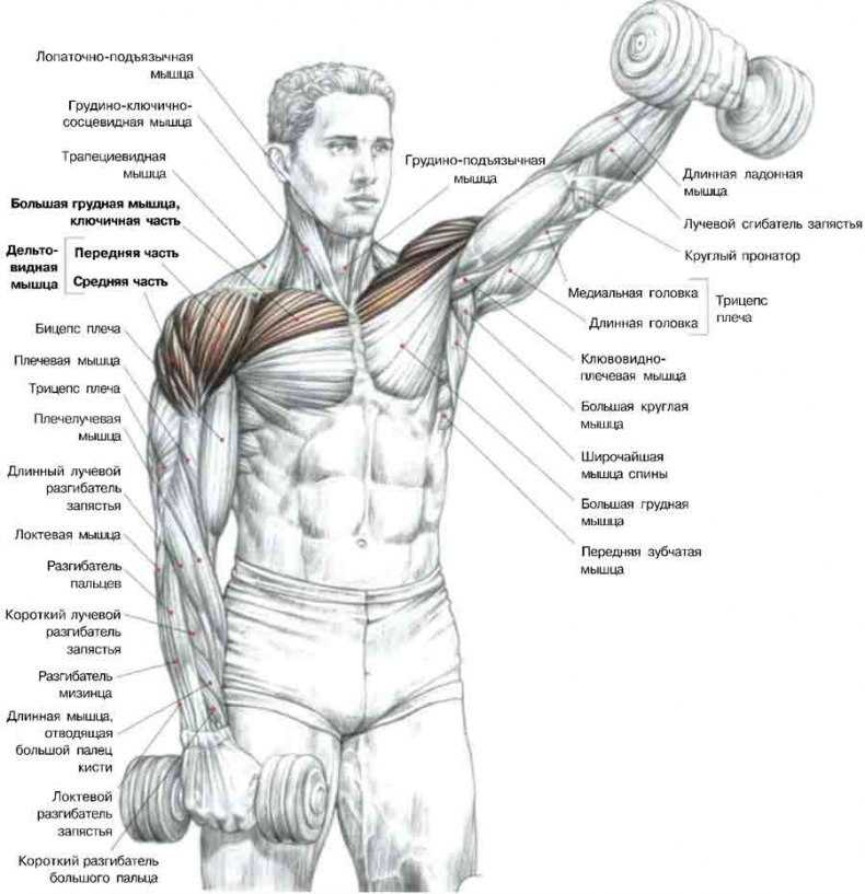 Как накачать плечи: упражнения на увеличение ширины и массы дельтовидных мышц