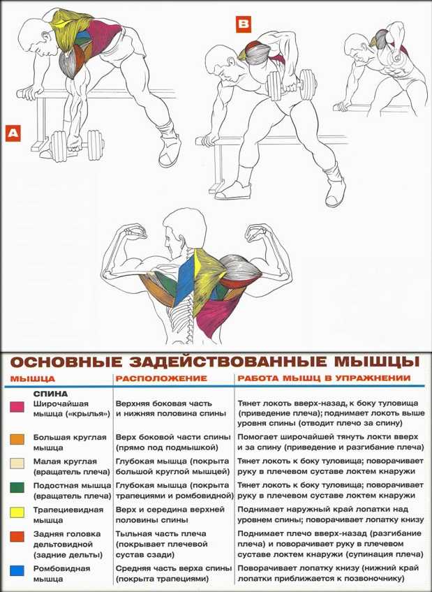 Тренировка спины в тренажерном зале: как правильно качать спину, лучшие упражнения для мышц спины