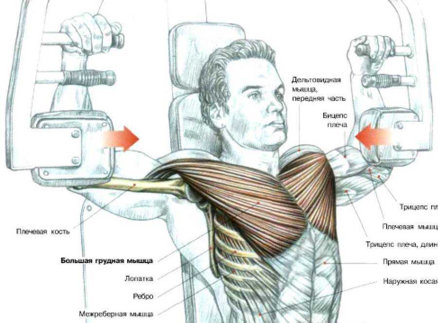 Как накачать низ грудных мышц: упражнения на низ груди в домашних условиях и зале