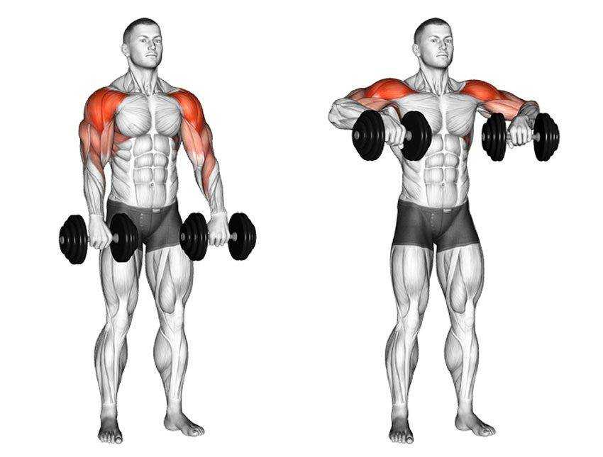 Упражнения на плечи » упражнения в картинках » физкультура тела