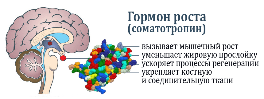 Как растут мышцы - о мышечной гипертрофии у атлетов