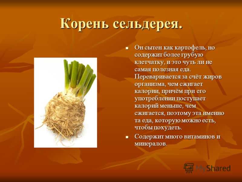 Корень сельдерея: калорийность на 100 г, белки, жиры, углеводы. корень сельдерея отваренный — калорийность