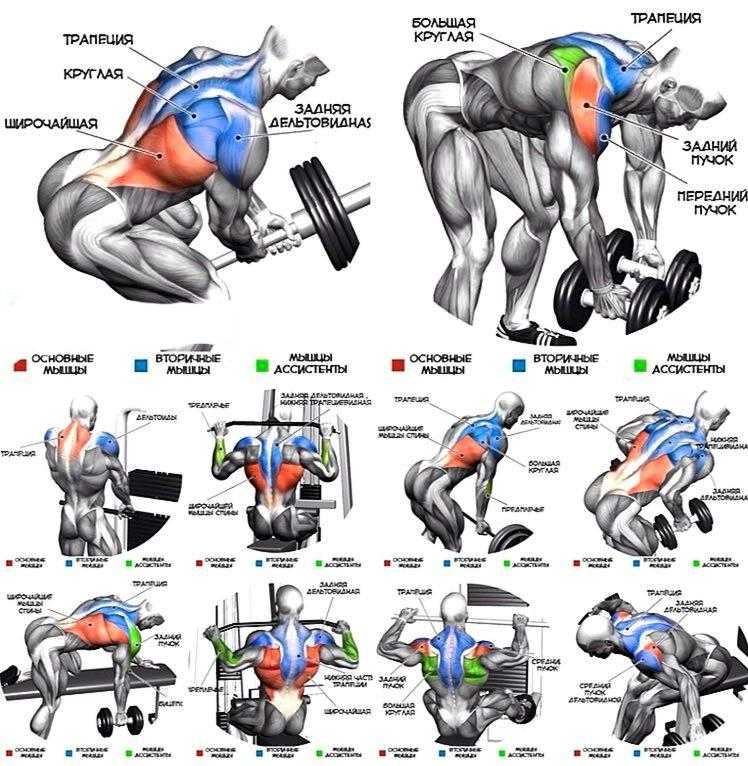 Тренировка спины - специализация на тренировке широчайших мышц спины, отличия силовых тренировок, правила построения тренировочного сплита с акцентом на спину, рекомендации по тренировке спины, причины отставания и практические рекомендации