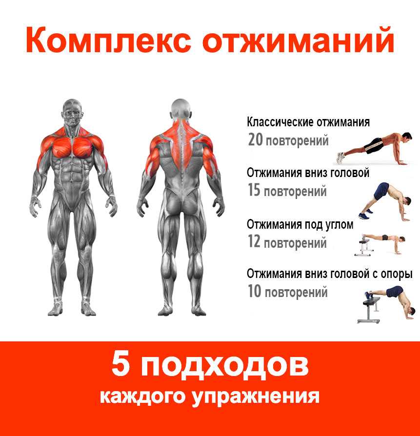 Отжимания от пола - польза для мужчин и женщин, как заниматься в домашних условиях по схеме
