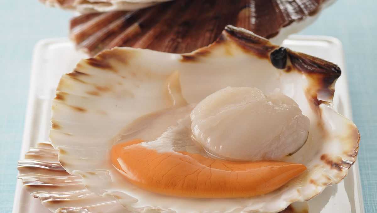 Морской гребешок приготовленный — сколько белков (на 100 грамм)