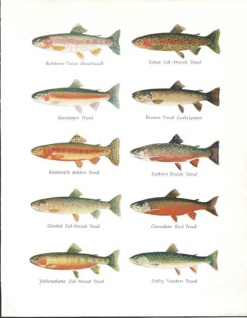 Красная рыба какие виды. Красная рыба название на кумжа. Лососевая форель кумжа. Рыбы семейства лососевых названия. Кумжа- рыба семейства лососёвых.