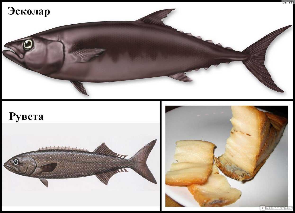 Эсколар (масляная рыба) - описание, состав, калорийность и пищевая ценность - patee. рецепты