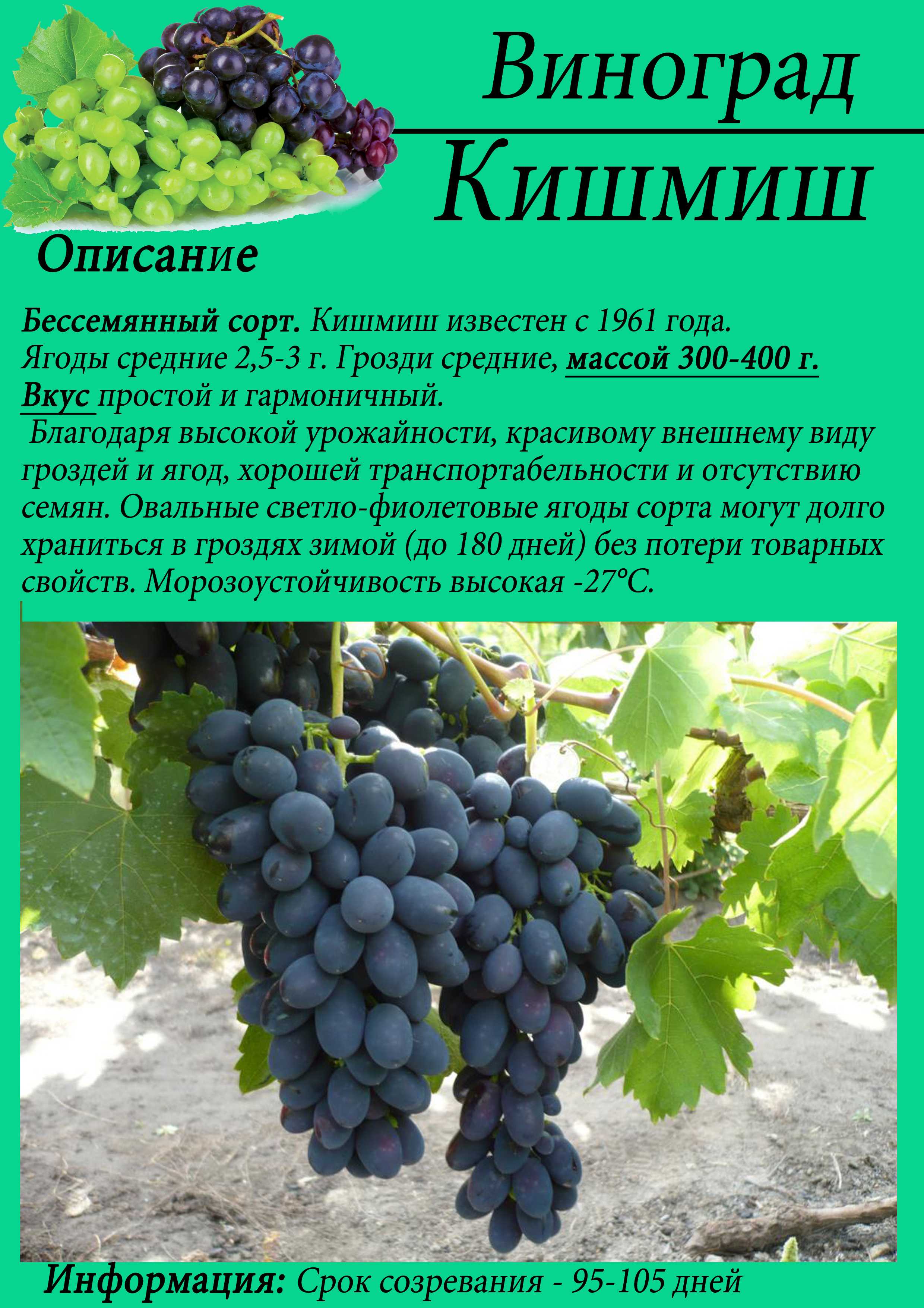 Калорийность виноград киш-миш бело-розовый. химический состав и пищевая ценность.