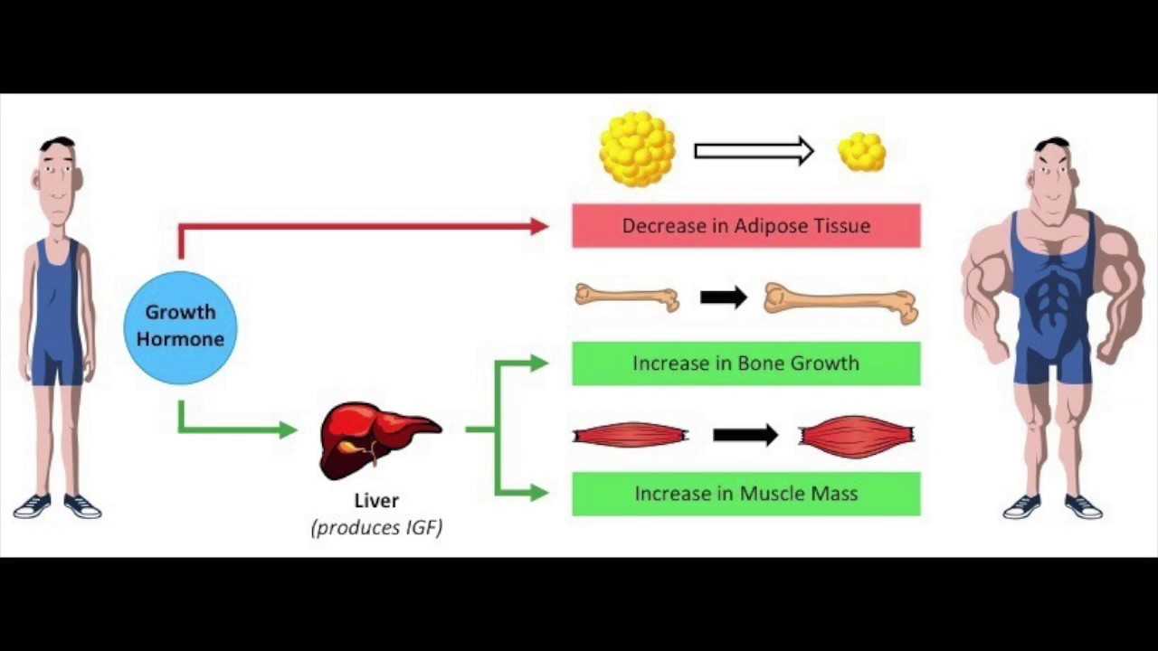Как рас­тут мышцы: физио­ло­гия и меха­низм роста