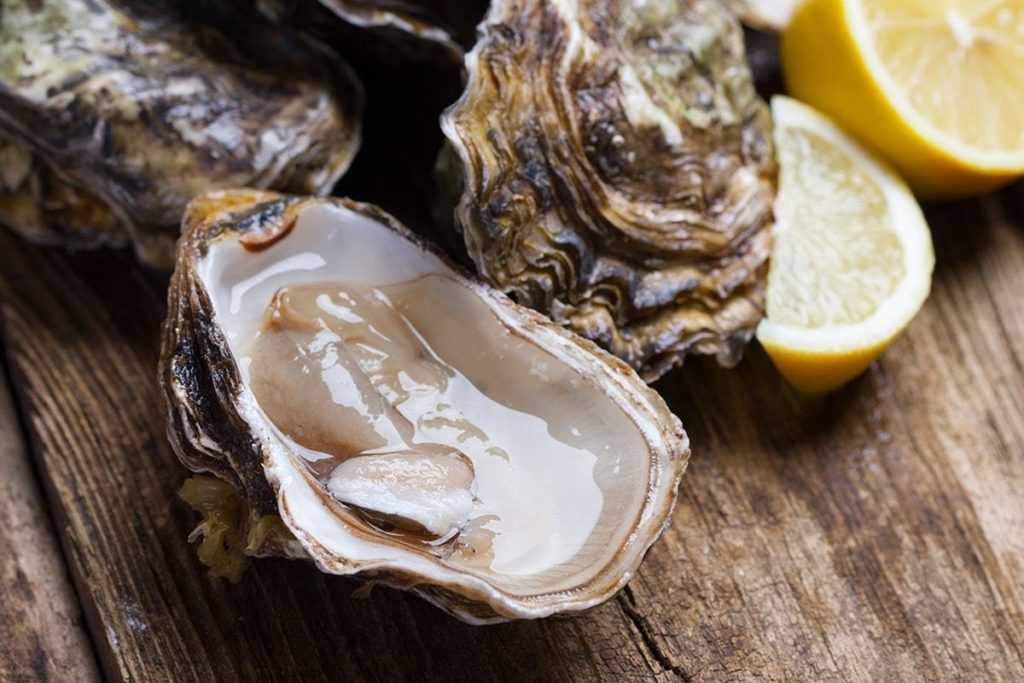 Морской гребешок — химический состав, пищевая ценность, бжу