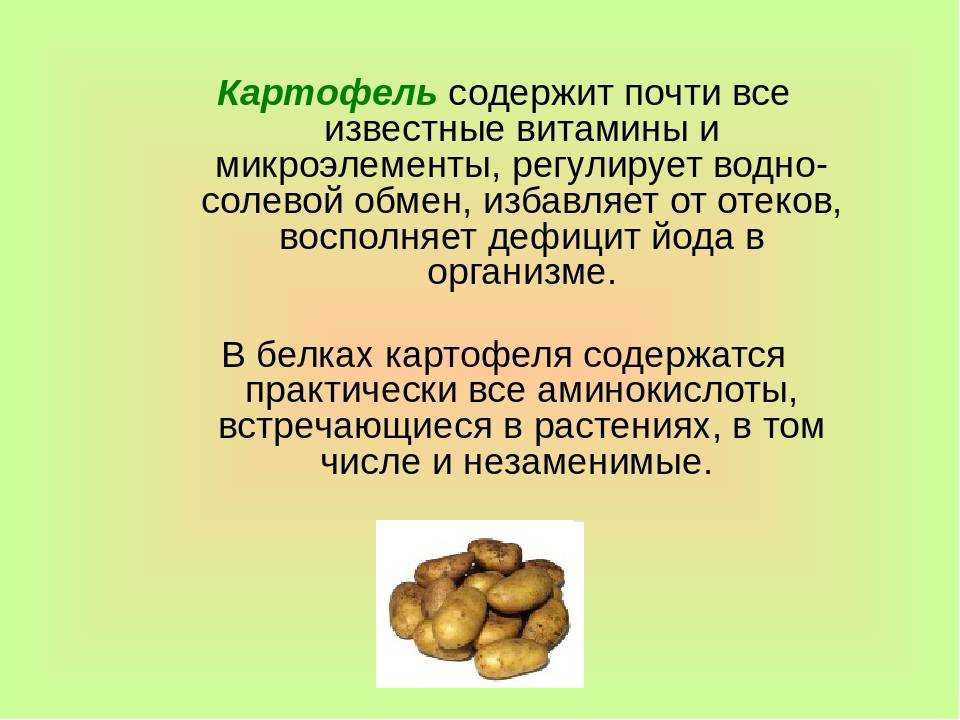 Польза и вред картофеля для организма человека