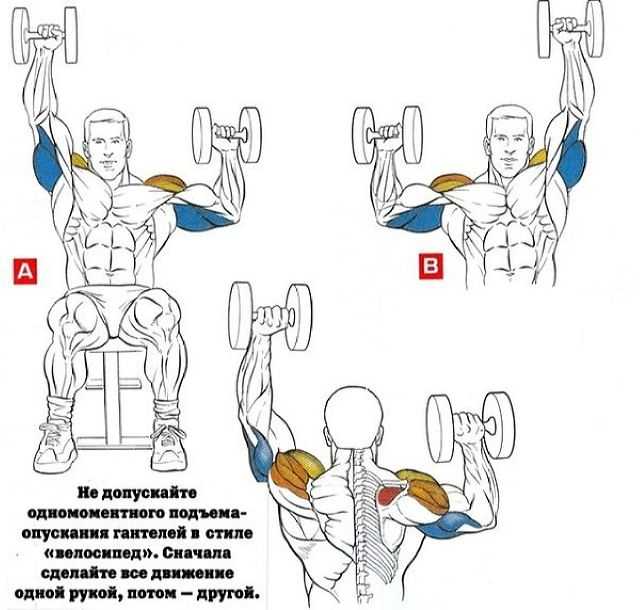 Упражнения на трицепс с гантелями - эффективные комплексы тренировок для мужчин и женщин