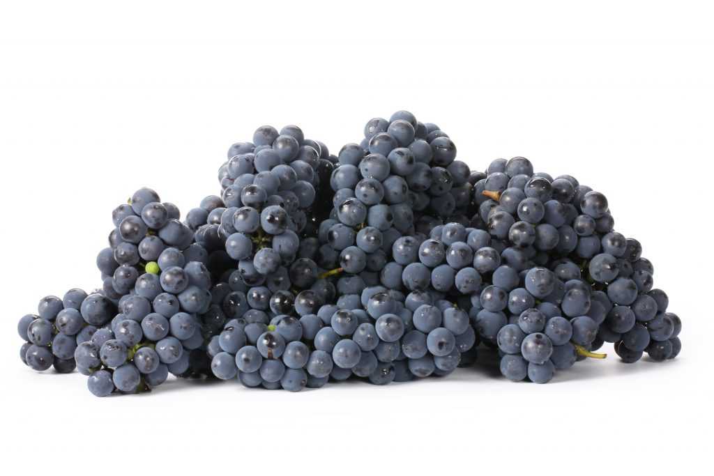 Калорийность винограда зеленого кишмиш на 100 грамм: польза и вред, сколько содержится сахара, белков, жиров и углеводов
