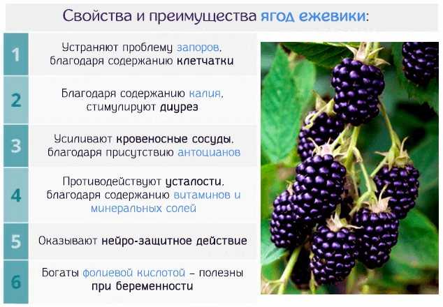 Ежевика: калорийность на 100 грамм, польза, вред, витамины, минералы – хорошие привычки