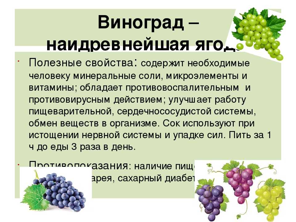 Можно ли есть виноград при похудении и диете, можно ли от него поправиться, кому и почему нельзя есть во время диеты, виноград на пп