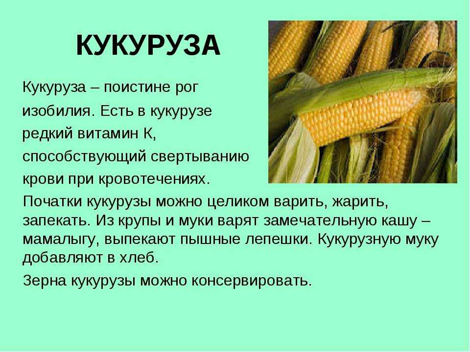 Калорийность кукурузы: состав, свойства, польза и вред