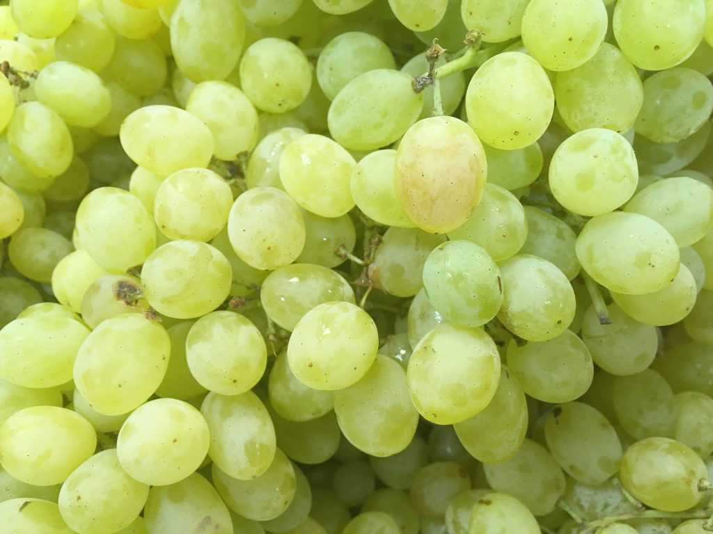 Виноград: полезные свойства и вред | food and health