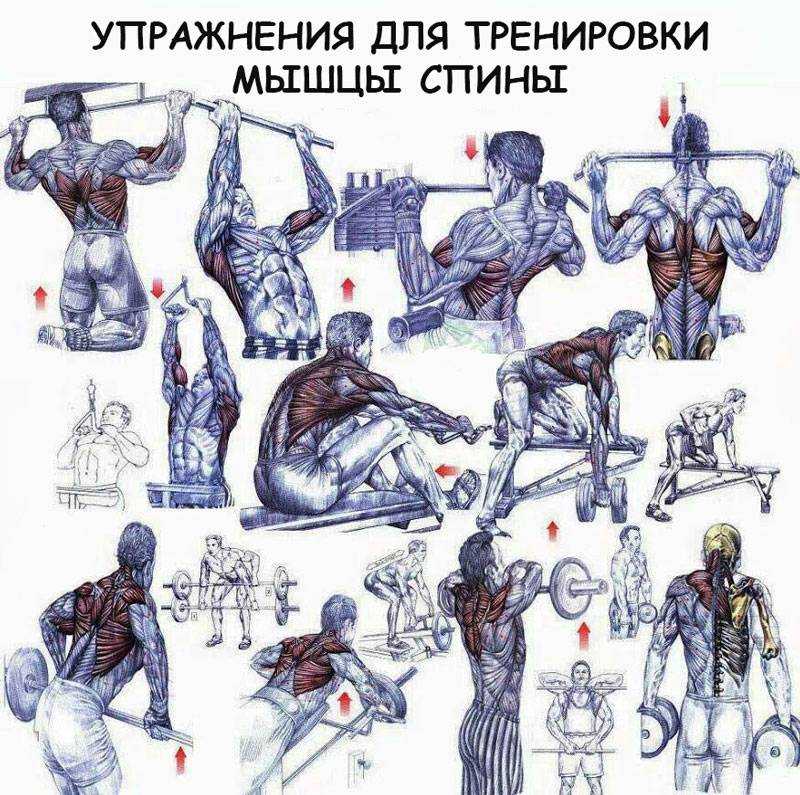 Упражнения на спину в тренажерном зале для мужчин